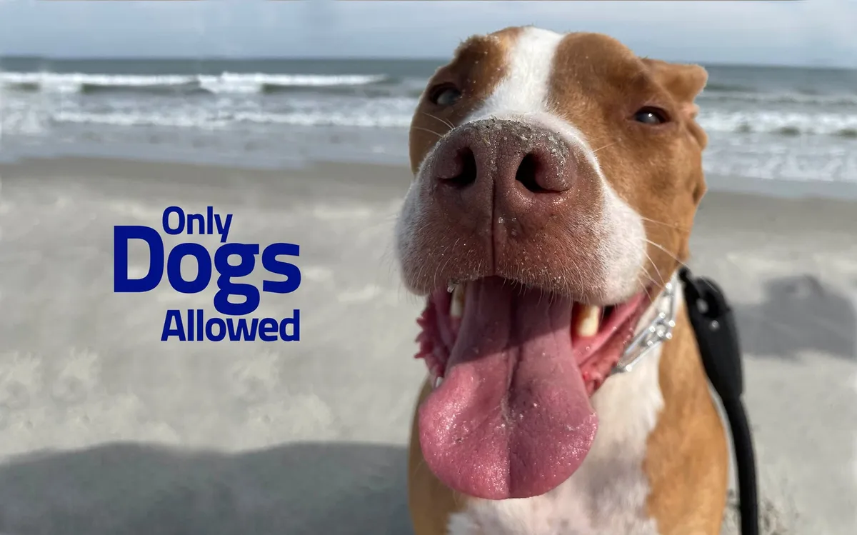 A joyful close-up of a dog's face with the sparkling ocean in the background and soft sand underfoot. The image conveys the delight of pets enjoying the beach environment alongside their owners.